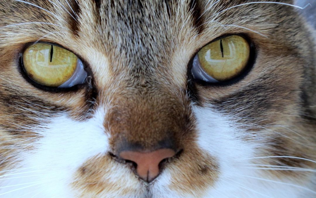 Edukasi Masyarakat tentang Penerbitan BPJS oleh Dinas Kesehatan Kabupaten Manokwari Selatan